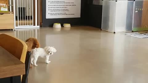 Poodle latte playing with other baby dogs at the dog cafe