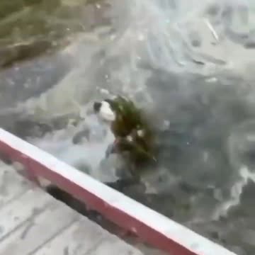 Funniest pets😁😁