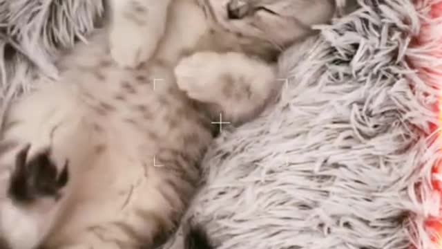 So Cute ♥ Best Funny Cat Videos