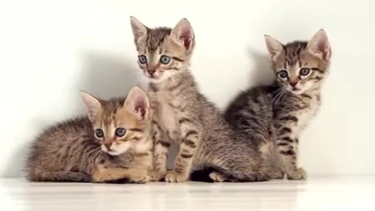 Cute Cats | Copyright FREE funny cat video