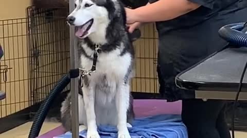 Meeka Drama Queen Getting her hairs dry