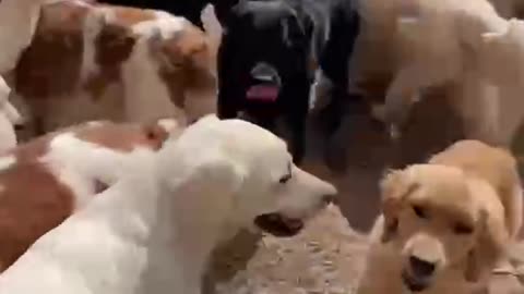 My family has many, many dogs. Ican't afford it. Can I get you some