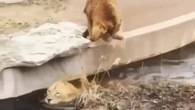 Two lions