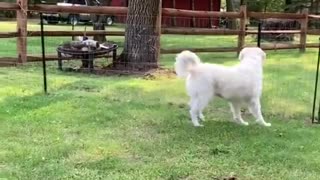 Squirrel Shows Some Serious Skills During Escape