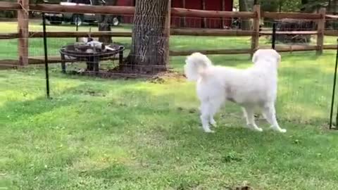 Squirrel Shows Some Serious Skills During Escape