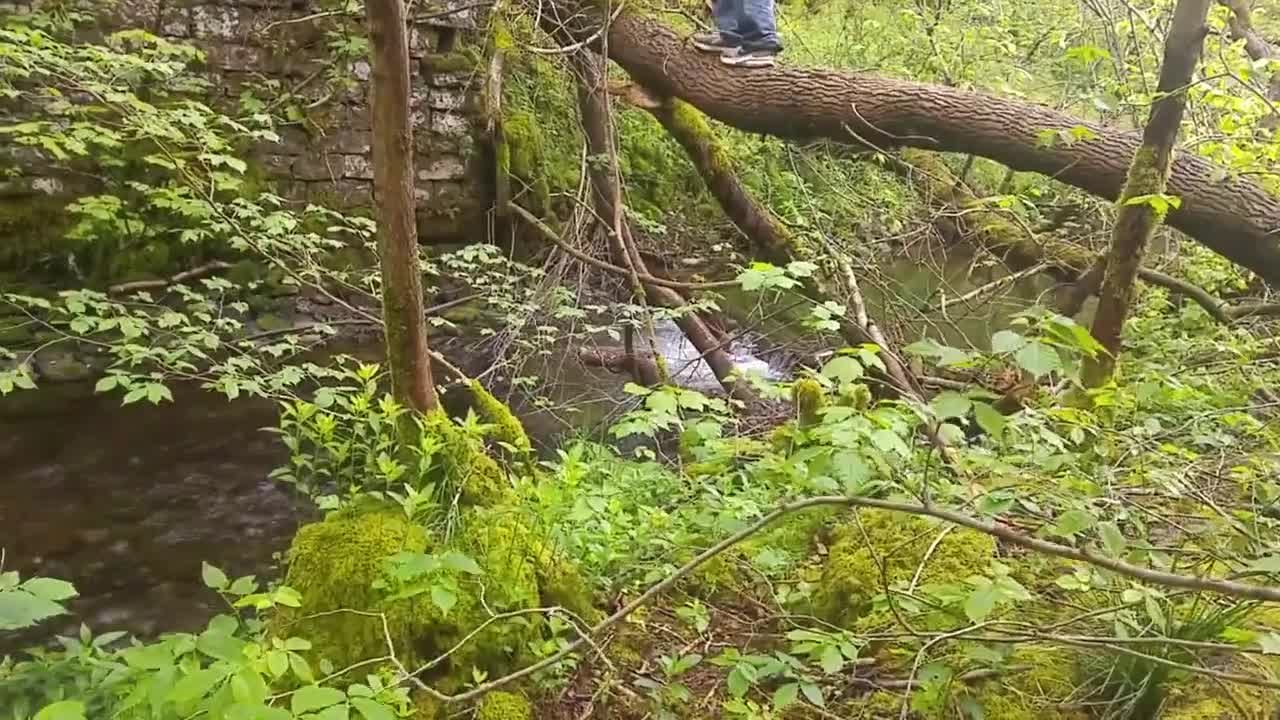 Fail Crossing the River Trying to Climb a Tree Trunk