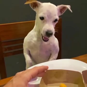 Dog at McDonald's | this is an injustice | #funn #funny #Entertainment #dog