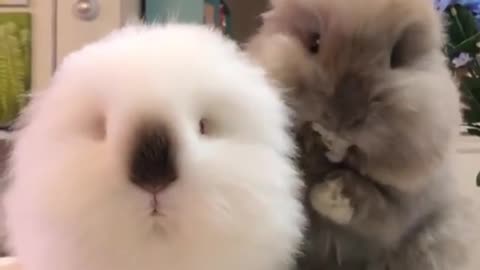 fluffy bunny with good appetite