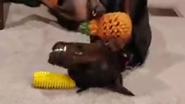 Doberman holds pineapple