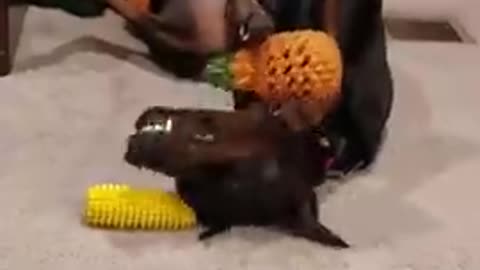 Doberman holds pineapple