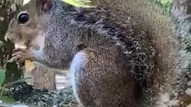 Squirrel having breakfast