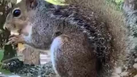 Squirrel having breakfast