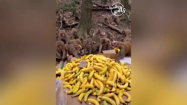 Funny Animals Video (2)