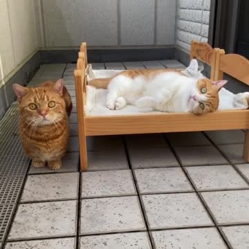 Super Cute Cats Chill Out On Their Custom Beds