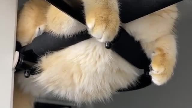 Cute Cat Sleep On Door Crazy Cat But Very Funny 😍 Cutepuppylover