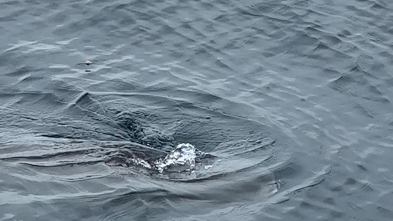 Mola Mola Eating Jellyfish Lunch