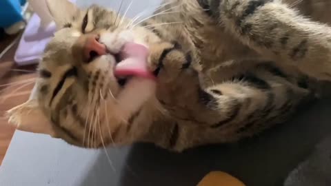 Elegant Cat Grooming