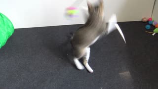 Kitten Gets Tired While Playing and Breaths Like a Dog