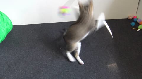 Kitten Gets Tired While Playing and Breaths Like a Dog
