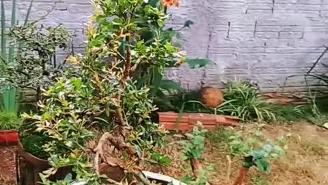 Bonsai de Romã