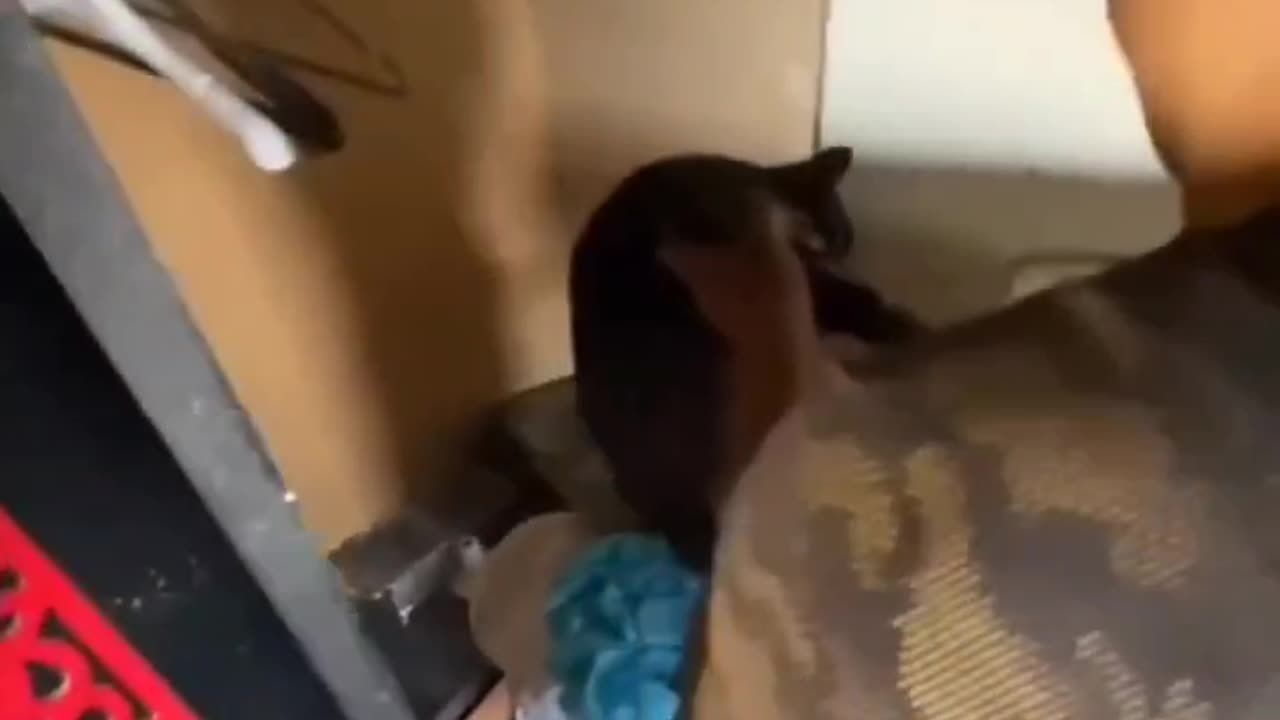 Family relieved when they find their cat