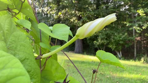 Moon flowers part 1