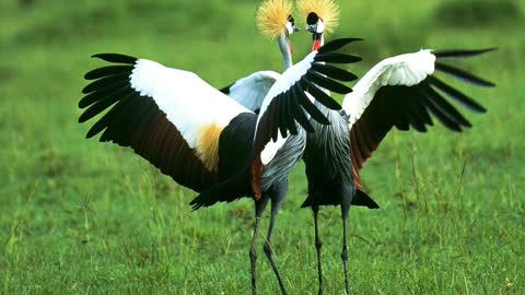 birds in nature