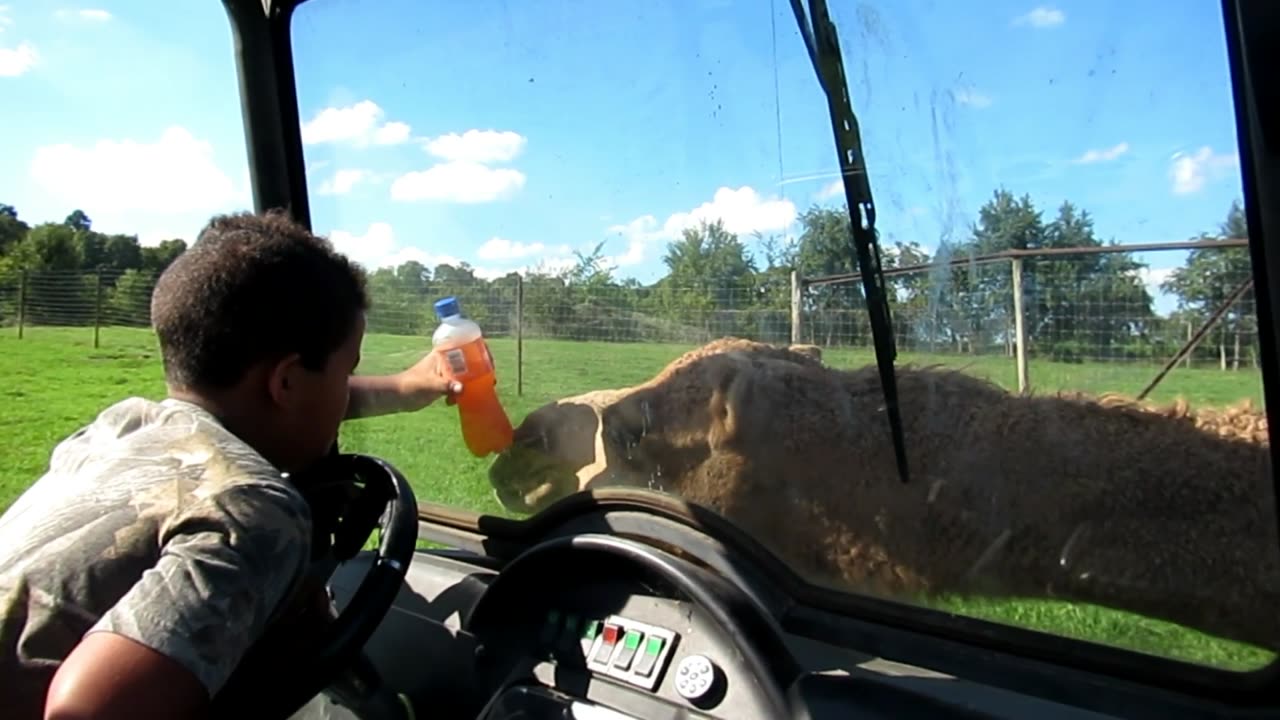 Camel Fun