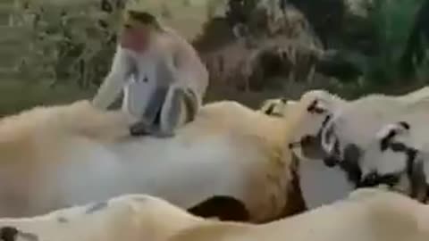 Monkey Riding on sheep #funnyvideo #viral #shorts