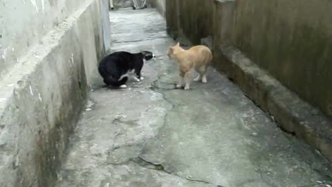 Two cats suddenly start fighting and woman goes crazy