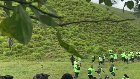 Cattle Causes Chaos on the Trail