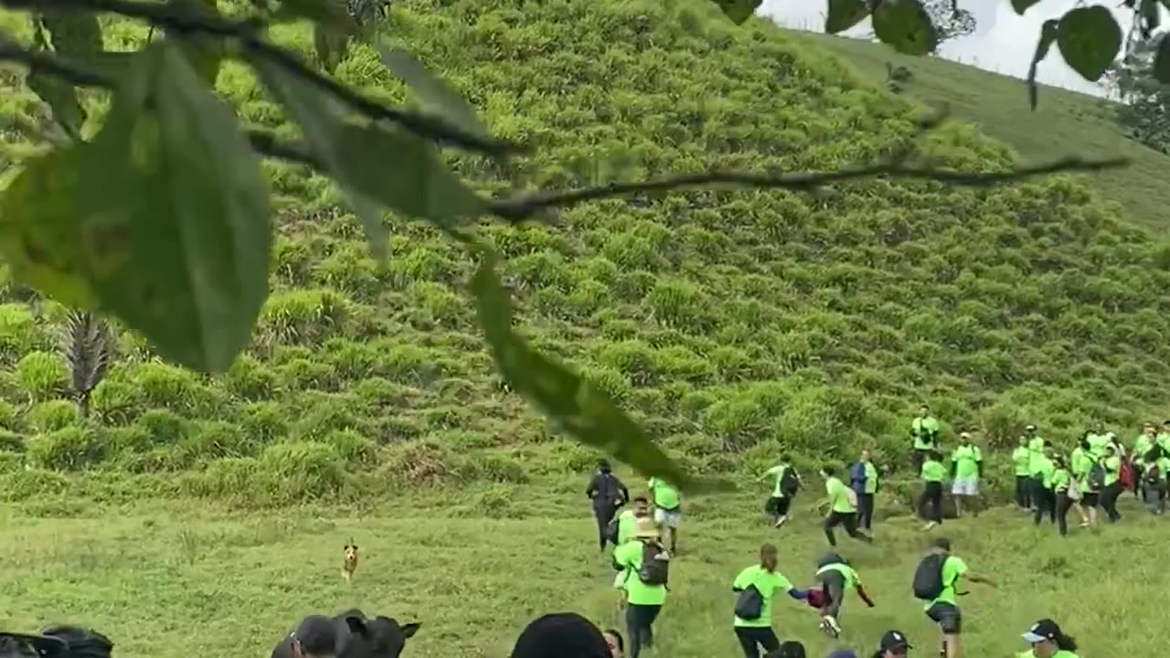 Cattle Causes Chaos on the Trail