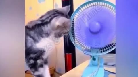 funny video
