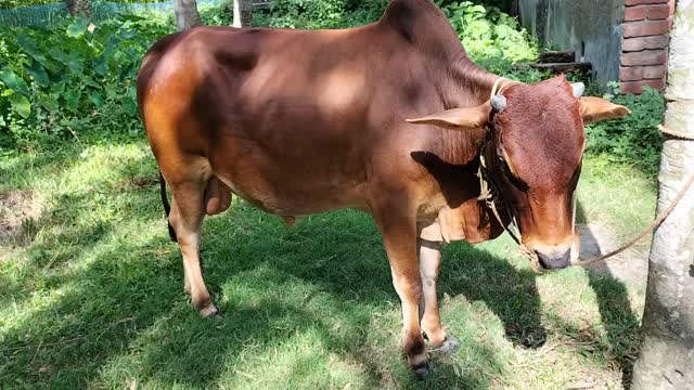 Our Kurbani Cow in Eid Day