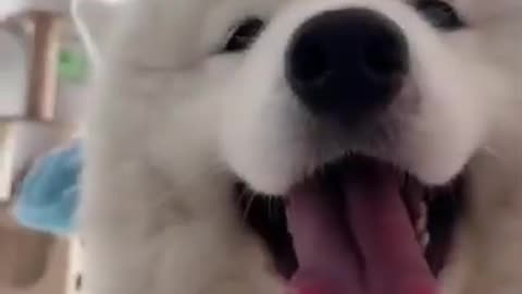 Animals like are people