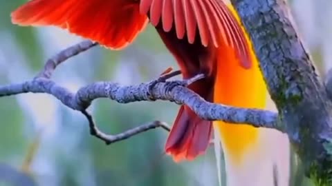 Beautiful animals