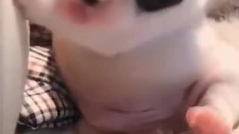 Newborn so very cute puppy.. wow
