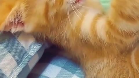 Cute cat 🐱🐱🐱