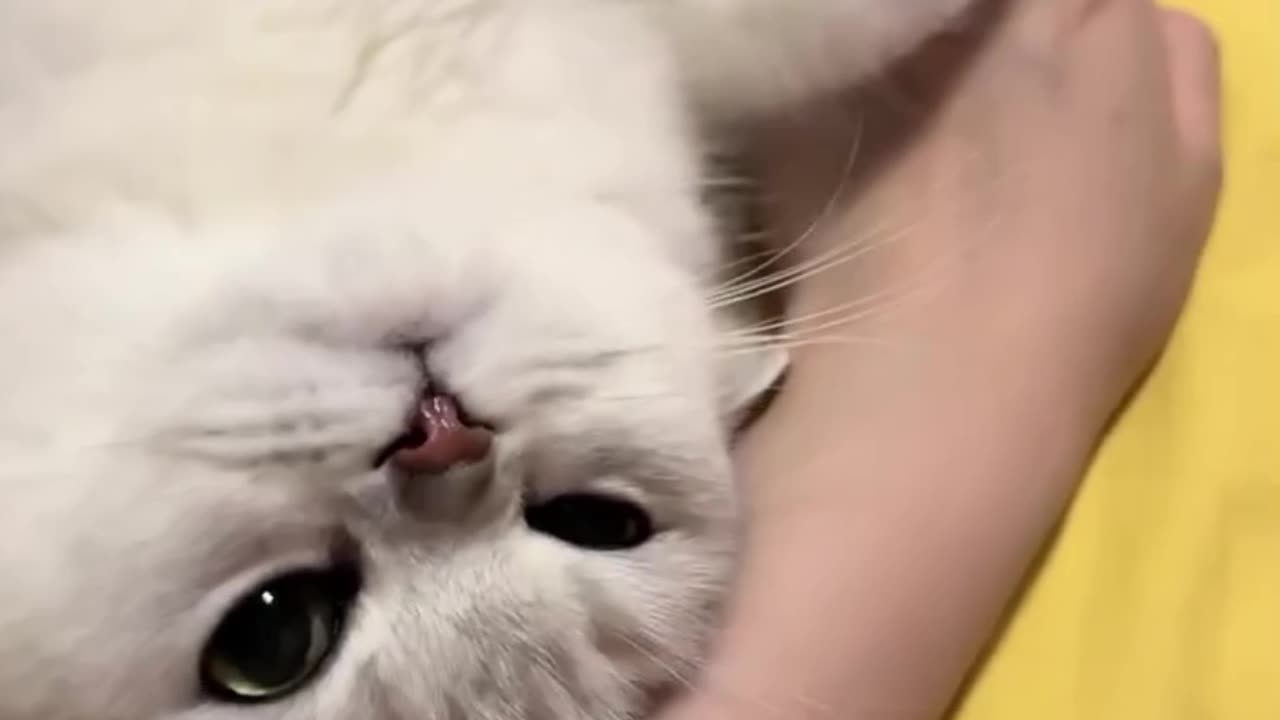 Let’s sleep together # Trendy Life Million New Star Project #Kittens can cure everything