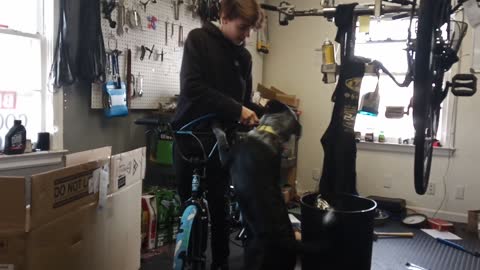 Installing Bicycle grip, Dog acts predictably