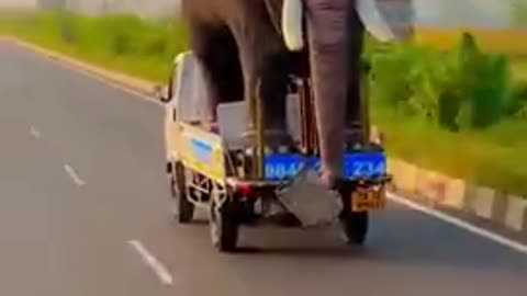 When the elephant has to get there now.