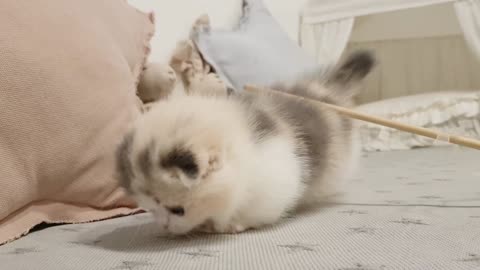 Try Not to Aww