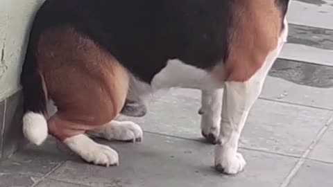 my crazy dogs