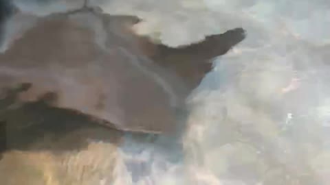 Petting Sea Rays