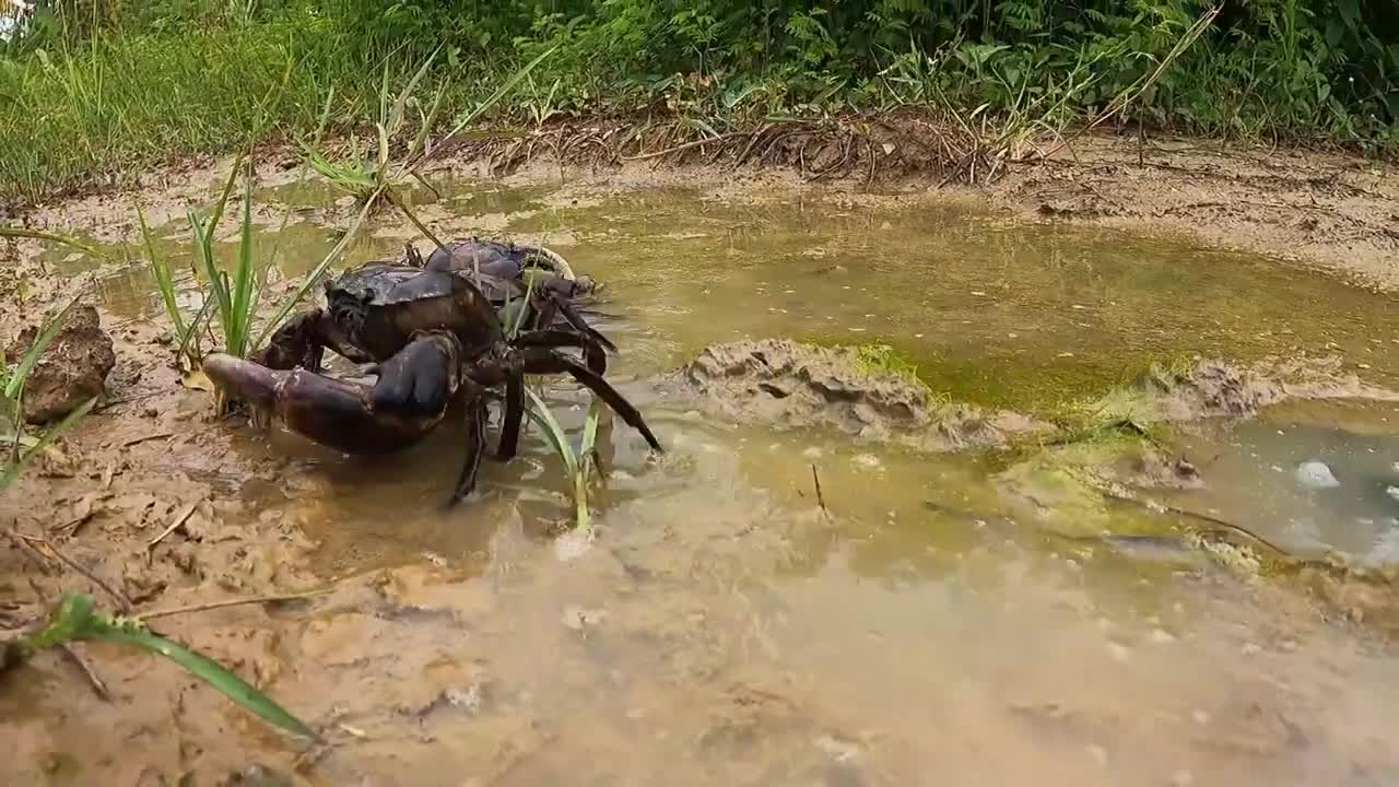 amazing fishing! a fisherman skill catch fish and crabs a lots by best hand in field-1