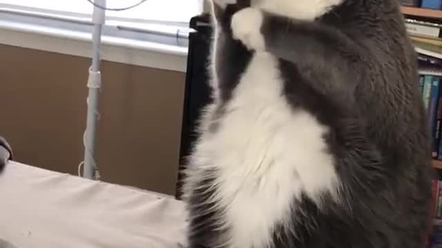 No idea what she was actually doing, but this was too perfect! 😻😹