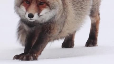 Fox