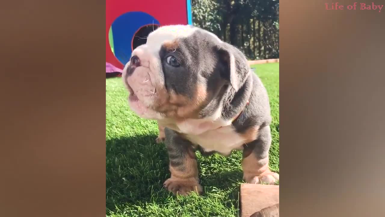 Super Funny Dogs Video Compilation