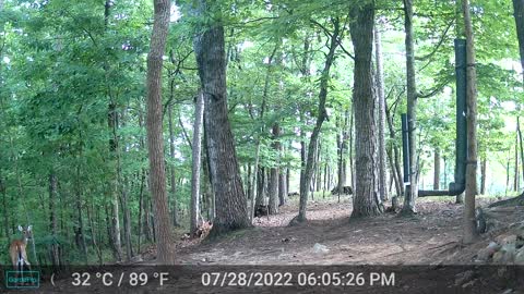 The Woods - 07/29/2022