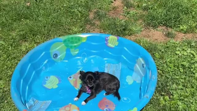 Dogs go fishing outdoors on hot summer days